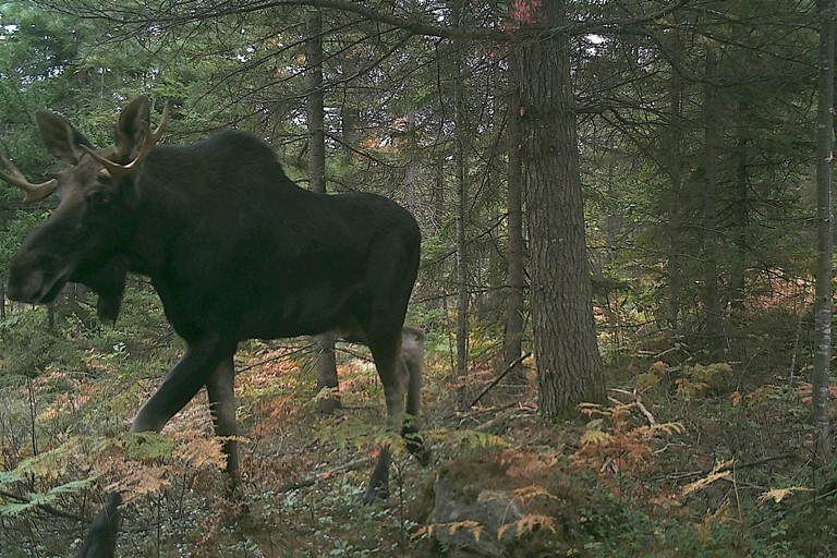 Winter Ticks And Moose Ecology Kenauk Institute